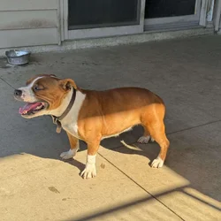 Staffordshire Bull Terrier for sale