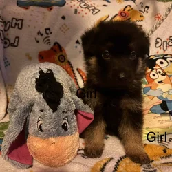 Full bred, German Shepherd puppies
