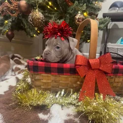 Blue Fawn Christmas Bully