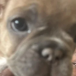 Give my 3 Frenchie’s forever homes!