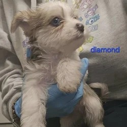 Female Yorkie Puppy
