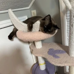 Ragdoll looking for her forever home