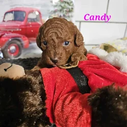 AKC Mini poodles