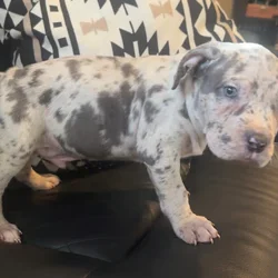 XL American ABKC Blue Merle male