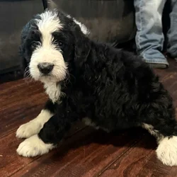 Bernedoodle Pups For Sale