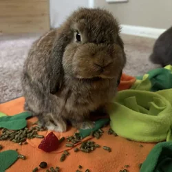 Holland Lop bonded pair for Sale