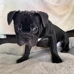 French Bulldog for sale “Gem”