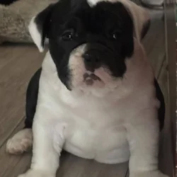 Female olde English bulldog