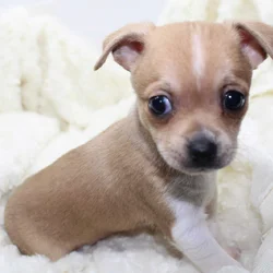 Wellbred Chihuahua Puppies