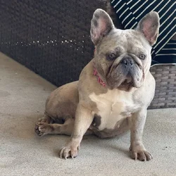 Sweet Merle Frenchie for sale
