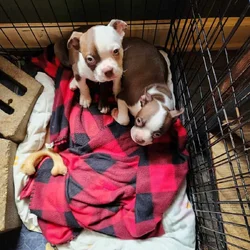I have two Boston Terrier puppies AKC