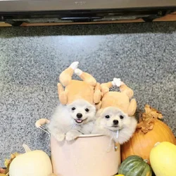 Purebred pomeranian male