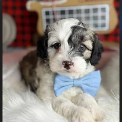 9 week old Maltipoo