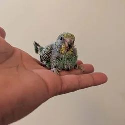 Baby Parakeets for Sale