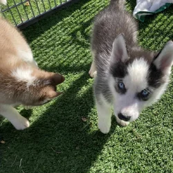Adorable Siberian Husky Puppies
