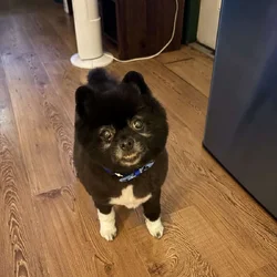 Pomeranian