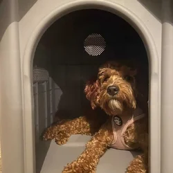 Mini Goldendoodle – Loving Family Dog Seeking New