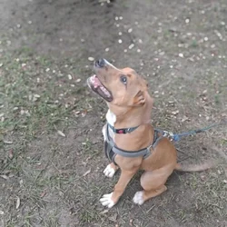 Looking for a loving home.