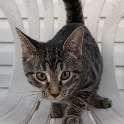 This Kitten Needs a Forever Home!!!