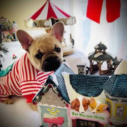 French bull dog