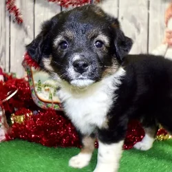 Chicago Farm Collie Babies. Great with KIDS.