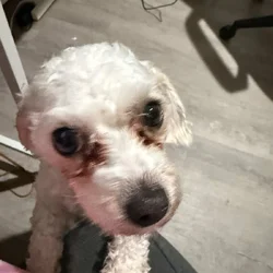 free dog, found and allergic to dog
