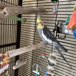 Cockatiels -1 breeding pair and a female with cage