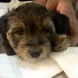 Holiday- Yorkshire Terrier Puppies Available
