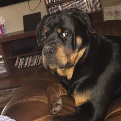 Rottweiler