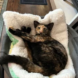 Beautiful cat