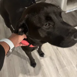 Sweetheart Nala!! 1.5 yr old Black Lab