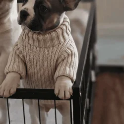 French bulldog puppies