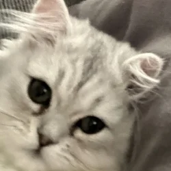 Two cats female and male 6 months old Persian