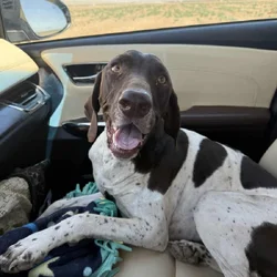 German shorthaired Pointer
