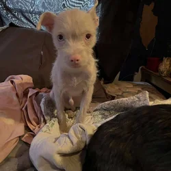 Albino male Chihuahua