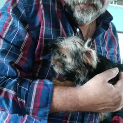 Shorkie puppies. 2 boys, 1 girl