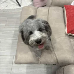 6 mo old pup - Benie