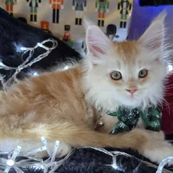 Garfield- Purebred Maine Coon kitten