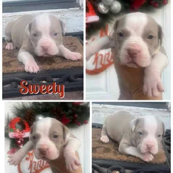 Bully puppies