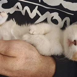 Sphynx/Munchkin cross