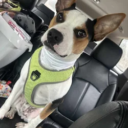 Dog for sell