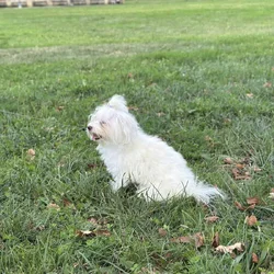 Playful and cuddly 12-month-old male Maltese