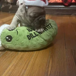 FRENCH BULLDOG PUPs