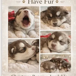 Alaskan malamute for sale