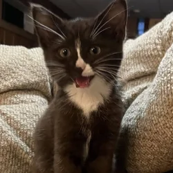 Kittens need a home!