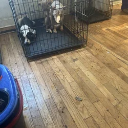 Puppies for sale