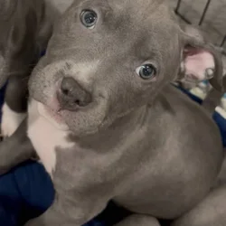 Pittie Pups for Sale