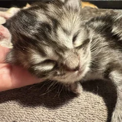 Maine Coon x Ragdoll kittens