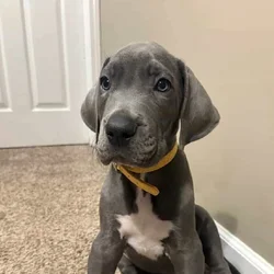 Great Dane puppy looking for forever Home