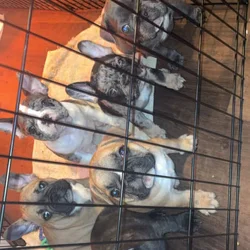 Frenchie